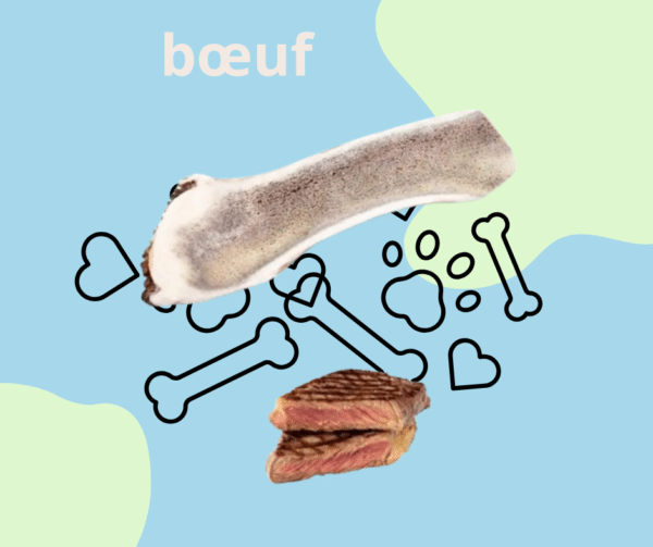 bois de cerf bœuf